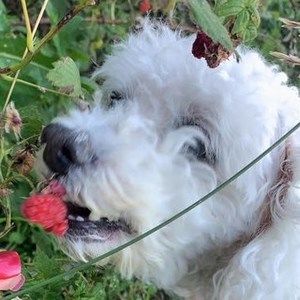 Meet your Posher, Lana